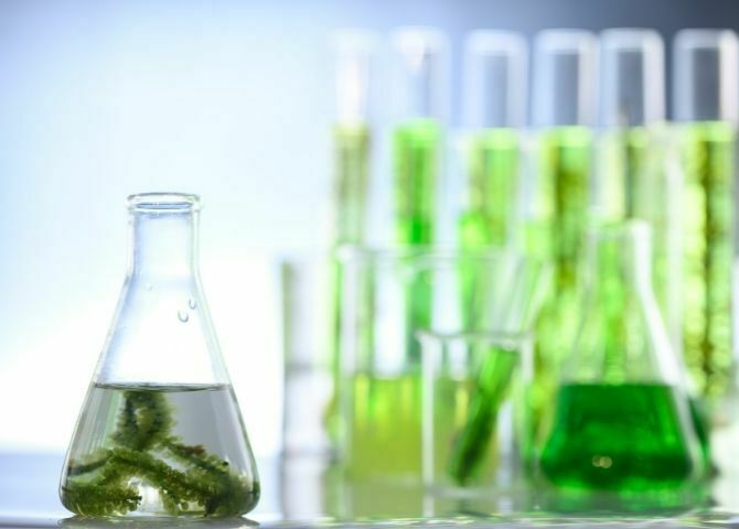 f4f algae (5)