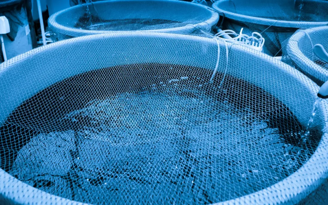 What are the benefits of Recirculating Aquaculture Systems (RAS)?